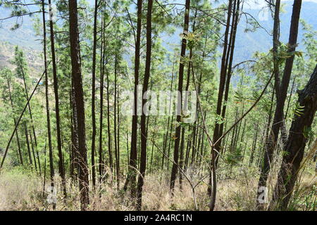 Foresta di alberi di pino in Nepal Foto Stock