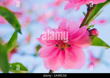 Rosa in fiore prugna Fiore di gocciolina Foto Stock