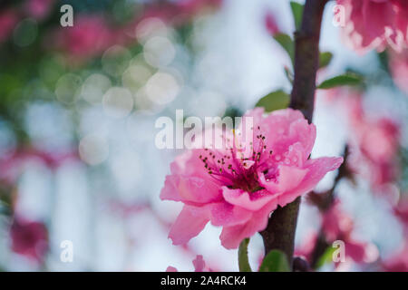 Rosa in fiore prugna Fiore di gocciolina Foto Stock