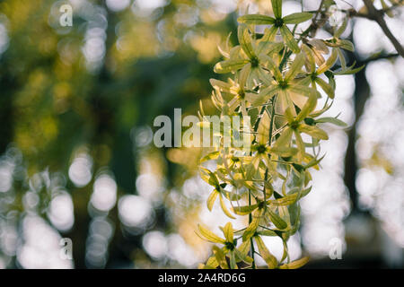 Green Petrea volubilis, viola wrealth o carta smerigliata vine fiori Foto Stock