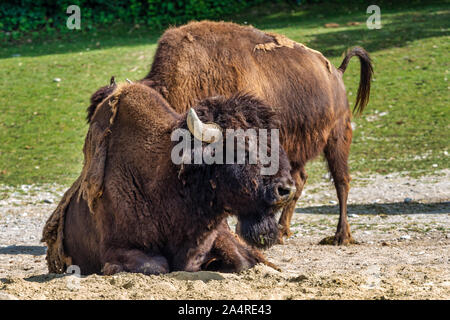 Bufalo americano noto come bisonti, Bos bison negli zoo Foto Stock