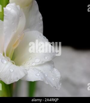 Butterfly Gladioli,fiore bianco Foto Stock