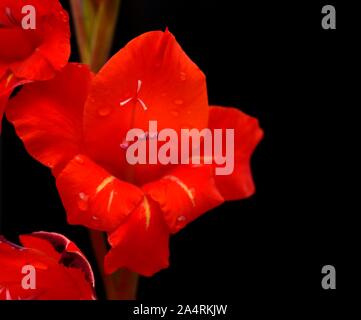 Butterfly Gladioli,fiore rosso Foto Stock