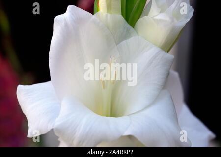 Butterfly Gladioli,fiore bianco Foto Stock