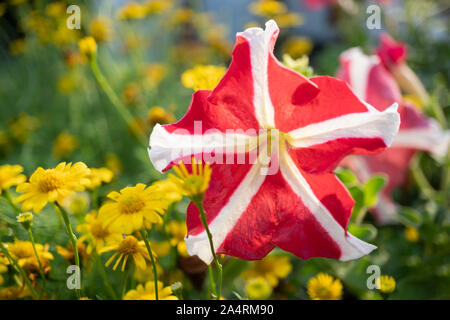 Rosso con striscia bianca fiori di petunia e daisy giallo in giardino Foto Stock