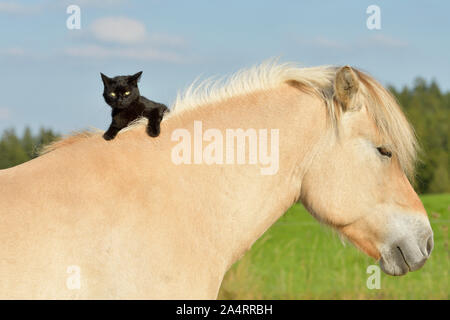 Giovani cat seduta sul collo di un fiordo norvegese cavallo Foto Stock