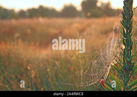 Grande ragnatela tra le pale in campo nella luce del sole all'alba. La ragnatela nel campo estivo in raggi del sole all'alba. Campo estivo all'alba. Gocce di rugiada su gras Foto Stock