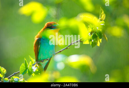 Bella bee eater in estate Foto Stock