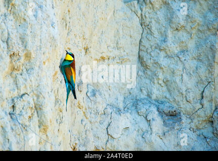 Bella bee eater in estate Foto Stock