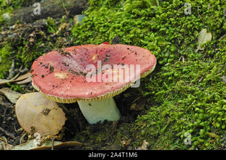 Esemplare di fungo brittlegill sanguinosi, Russula sanguinea, Russulaceae Foto Stock