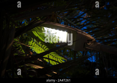 Street LED di illuminazione nel giardino, ferro pole. Foto Stock