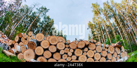 Un gran mucchio di alberi abbattuti sul bordo della foresta. Il Segati Pino è accumulato. Tagliare la foresta per il carburante. Foto Stock