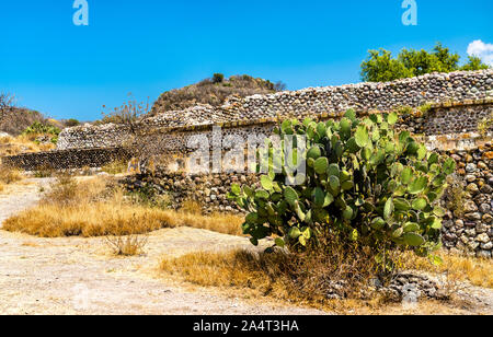 Ficodindia impianto al Yagul sito archeologico in Messico Foto Stock