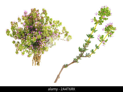 Bouquet e rametto di timo isolati su sfondo bianco Foto Stock