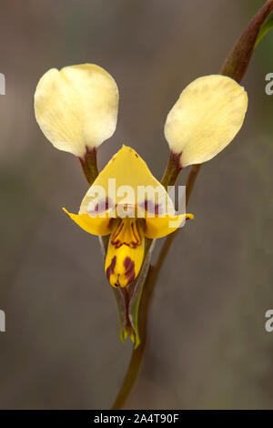 Diuris sp. aff. pardina corto-tailed Leopard-orchid Foto Stock