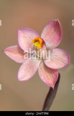 Thelymitra rubra, salmone Sun-orchid Foto Stock