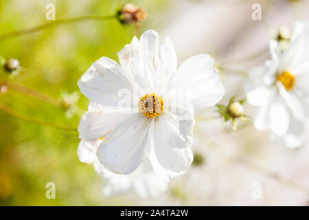 Molti bianco fiori fragile crescita dal mare con giallo nel mezzo Foto Stock