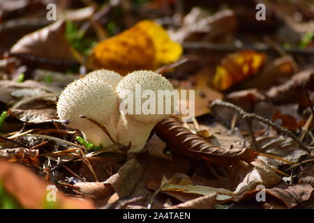 Gnocco di bottiglia nella foresta Foto Stock