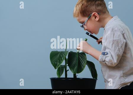 Piccolo Ragazzo di zenzero in bicchieri guardando verso il basso sulla pianta attraverso la lente di ingrandimento. Foto Stock