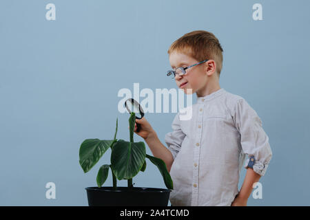 Piccolo Ragazzo di zenzero in bicchieri guardando verso il basso sulla pianta attraverso la lente di ingrandimento. Foto Stock