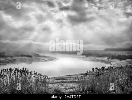 Raggi su terreno paludoso in monocromia Foto Stock