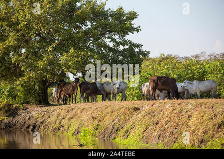 Vita lungo il fiume Brazo de Mompos - Santa Cruz de Mompox - Colombia Foto Stock