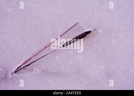 Dry reed marrone sul ghiaccio in fusione sfondo, vista dall'alto close up dettaglio Foto Stock