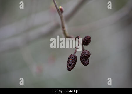 Un bund del Coni di ontano di fronte sfocato sfondo immagine Haiku Foto Stock