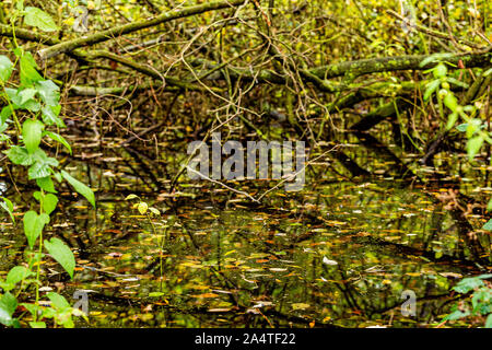 In prossimità di acqua con foglie secche e di riflessione in una palude foresta, giorno all'inizio dell'autunno in Schinnen (Beekdal Route), Holland Foto Stock