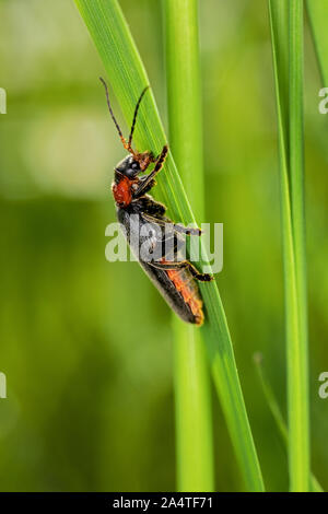 Soldato beetle strisciando su una lama di erba Foto Stock