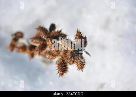 Xanthium strumarium (ruvido cocklebur, clotbur, cocklebur comune, grandi cocklebur, woolgarie bur) Brown dry ramoscelli coperto di neve bianca, naturale indietro Foto Stock