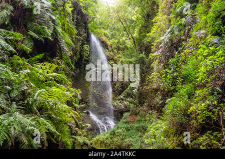 Cascata di Los Tilos nel parco nazionale di La Palma Isole Canarie Foto Stock