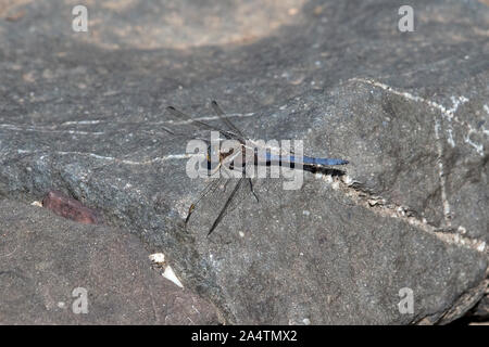 Skimmer Epaulet (Orthetrum chrysostigma) Foto Stock