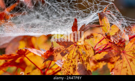 La ragnatela coperto in autunno la rugiada avvolto su un golden giapponese albero Acer Foto Stock