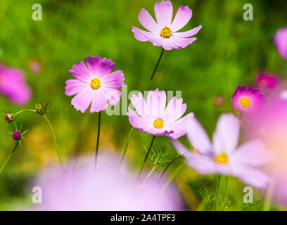 Bella rosa fiori cosmos close up shot con colori caldi. Foto Stock