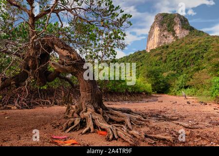 Vecchio piegato ad albero di mangrovia in Thailandia Foto Stock