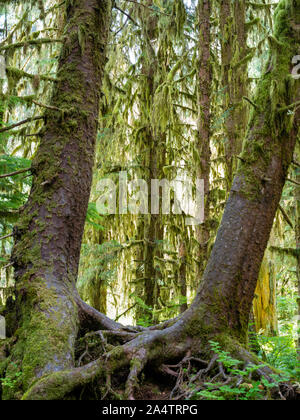 Alberi e moss, ho la foresta pluviale, il Parco Nazionale di Olympic, Washington, Stati Uniti d'America. Foto Stock