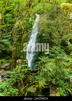 Una cascata su un nuvoloso giorno vicino al lago Quinault, Washington, Stati Uniti d'America. Foto Stock