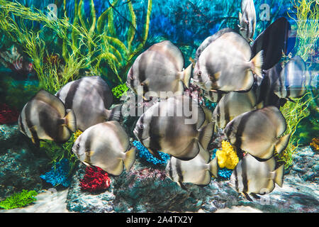 Batfish Longfin pesci swimmin intorno all'oceano acquario serbatoio in Phu Quoc , il Vietnam Foto Stock