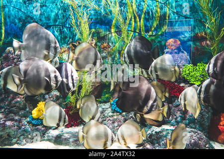 Batfish Longfin pesci swimmin intorno all'oceano acquario serbatoio in Phu Quoc , il Vietnam Foto Stock