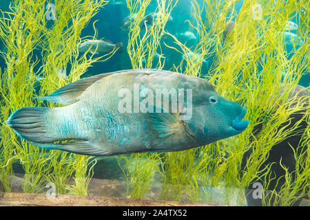 Blue Un pesce napoleone nuotare nell'oceano acquario serbatoio aqua world in Phu Quoc, Vietnam Foto Stock