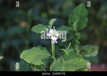 Plante verte macro.Rubus idaeus arbusti in fiore. Foto Stock