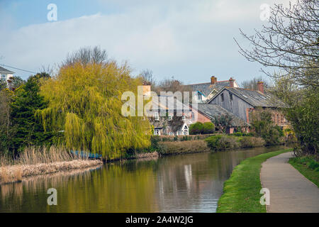 Bude Canal & Willow Tree Foto Stock