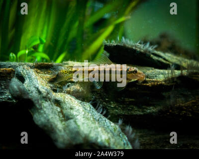 Cinese mangiatore di alghe nel serbatoio di pesce (Gyrinocheilus aymonieri) Foto Stock