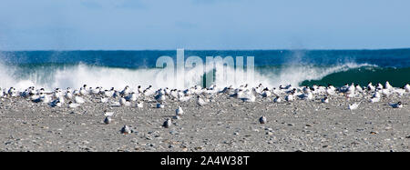 Intorno alla Nuova Zelanda - Birdwatching Foto Stock