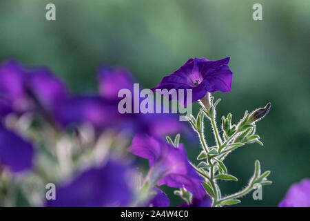 Petunia viola fiori nel giardino con la sfocatura sullo sfondo Foto Stock