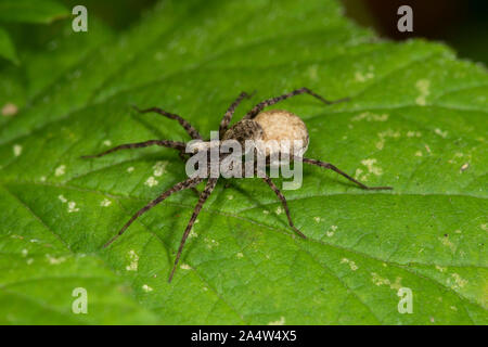 Wolf Spider, Pardosa amentata, Est Blean boschi, Kent REGNO UNITO, femmina con uova sac Foto Stock