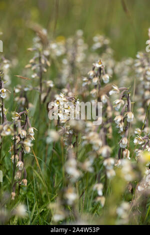 Elleborina palustre, Bergonii palustris, sandwich & Pegwell Bay Riserva Naturale Nazionale, Kent Wildlife Trust, UK, gruppo crescere insieme in una palude, Foto Stock