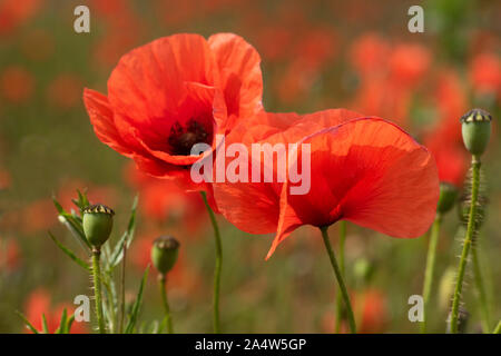 Papaveri comune in campo, Papaver rhoeas, Kent REGNO UNITO, terreno agricolo coltivabile, close up Foto Stock