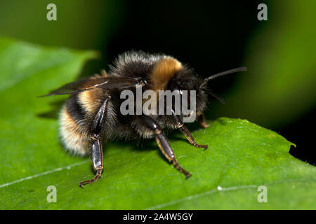 Buff Tailed Bumblebee, Bombus Terrestris, resting on leaf, East Blean Woodlands, Kent UK Foto Stock